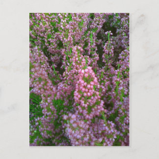 Blossoming Moorland Briefkaart