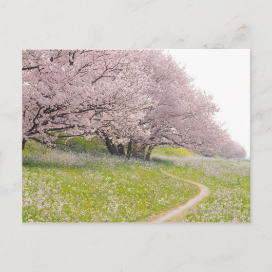 Blossoming Yoshino-kerriebomen in een gebied Briefkaart (Voorkant)