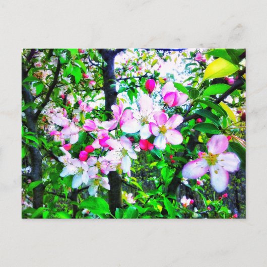 BLOSSOMS BRIEFKAART TOEPASSEN (Voorkant)