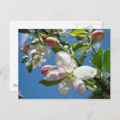 BLOSSOMS Briefkaarten Spring Post Kaarten (Voorkant / Achterkant)