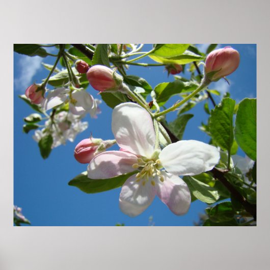 BLOSSOMS SPRING Flowers Art Prints Posters TOEPASS (Voorkant)