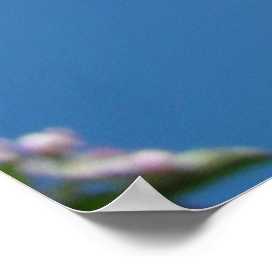 BLOSSOMS SPRING Flowers Art Prints Posters TOEPASS (Hoek)