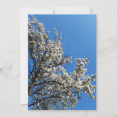 Blossomt Apple Tree Spring Photo Blank Kaart (Voorkant)