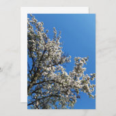 Blossomt Apple Tree Spring Photo Blank Kaart (Voorkant / Achterkant)