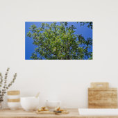 Blossomt China Berry Tree Poster (Keuken)