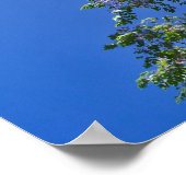 Blossomt China Berry Tree Poster (Hoek)