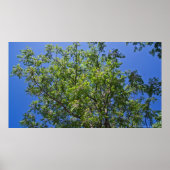 Blossomt China Berry Tree Poster (Voorkant)