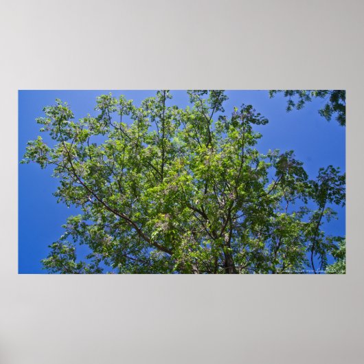Blossomt China Berry Tree Poster (Voorkant)