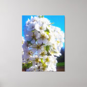 Blossomtak van een peren canvas afdruk (Voorkant)