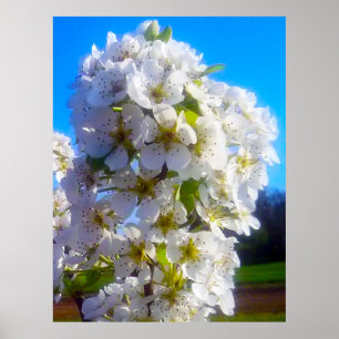 Blossomtak van een peren poster