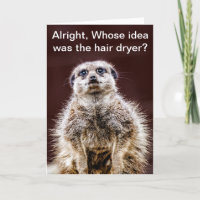 Blowdry meerkat