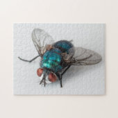 Blowfly Blue Ftle Fly Close-up Bug Photo Puzzle Legpuzzel (Horizontaal)
