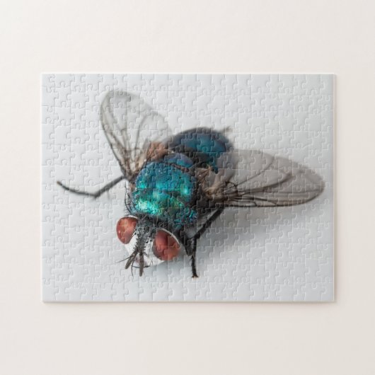 Blowfly Blue Ftle Fly Close-up Bug Photo Puzzle Legpuzzel (Horizontaal)