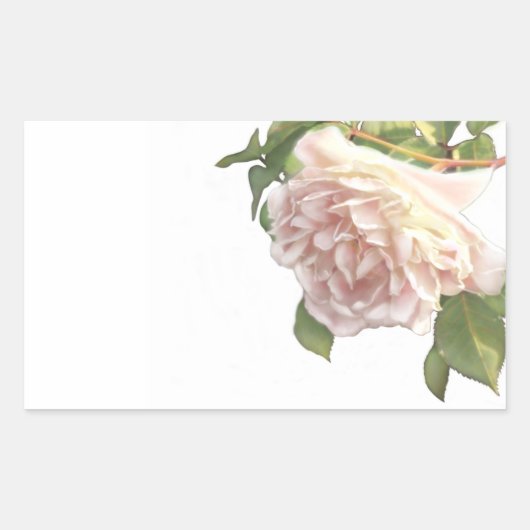 Blozende ivoor perzikroos rechthoekige sticker (Voorkant)