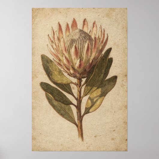 Blozende Protea Bloem Botanische Poster (Voorkant)