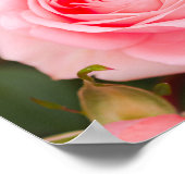 Blozende Roze Roos Macro Poster (Hoek)