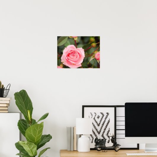Blozende Roze Roos Macro Poster (Thuiskantoor)