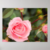 Blozende Roze Roos Macro Poster (Voorkant)