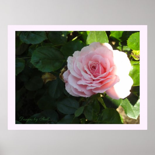 Blozende Roze Roos Poster (Voorkant)