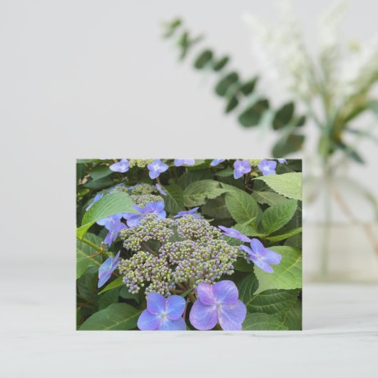 Blu Lacecap Hydrangea Foto Briefkaart (Staand voorkant)