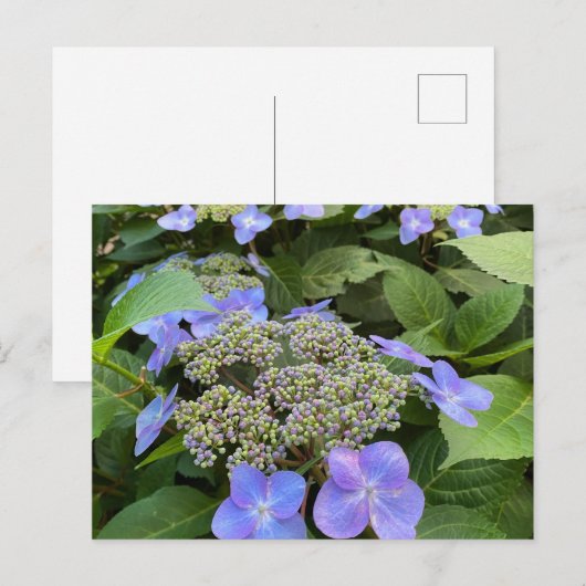 Blu Lacecap Hydrangea Foto Briefkaart (Voorkant / Achterkant)