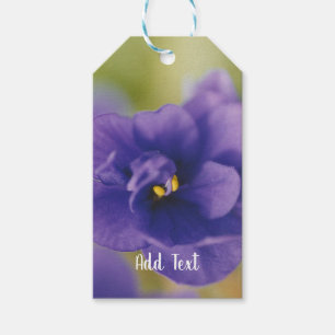 Blue African Violet Saintpaulia Cadeaulabel