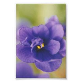 Blue African Violet Saintpaulia Foto Afdruk