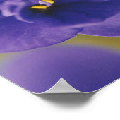 Blue African Violet Saintpaulia Poster (Hoek)