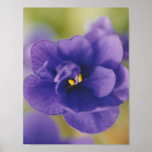 Blue African Violet Saintpaulia Poster (Voorkant)
