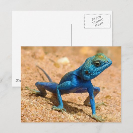 Blue Agama Sinaita Lizard Briefkaart (Voorkant / Achterkant)