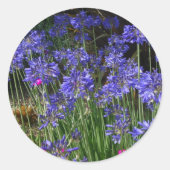 Blue Agapanthus Flowers Sticker (Voorkant)