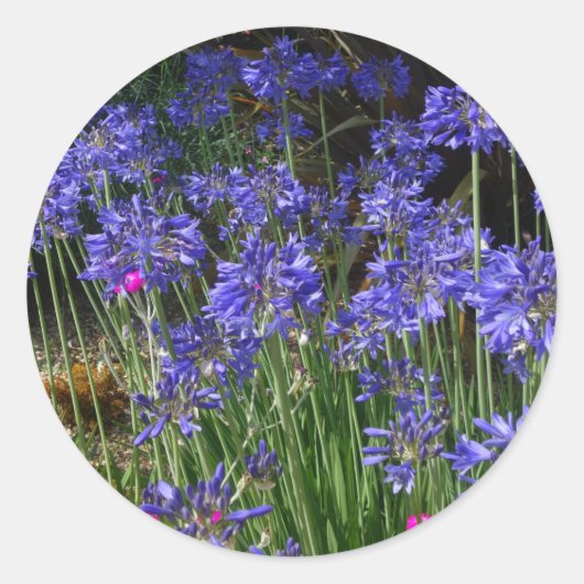 Blue Agapanthus Flowers Sticker (Voorkant)