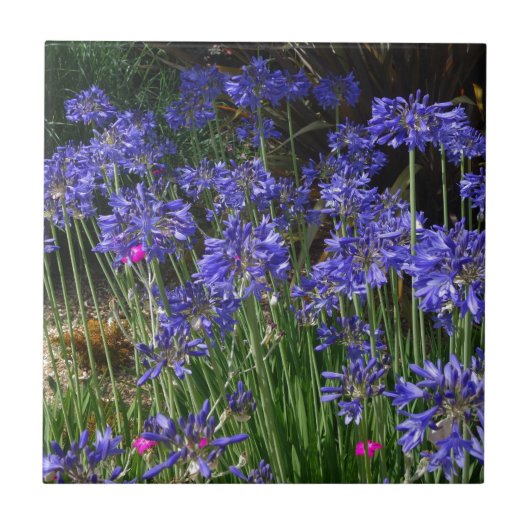 Blue Agapanthus Flowers Tile Tegeltje (Voorkant)