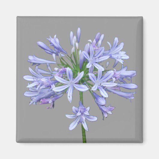 Blue Agapanthus Magneet (Voorkant)