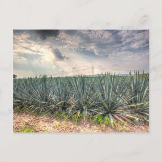 Blue Agave Briefkaart (Voorkant)