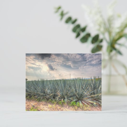 Blue Agave Briefkaart (Staand voorkant)
