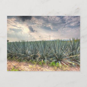 Blue Agave Briefkaart