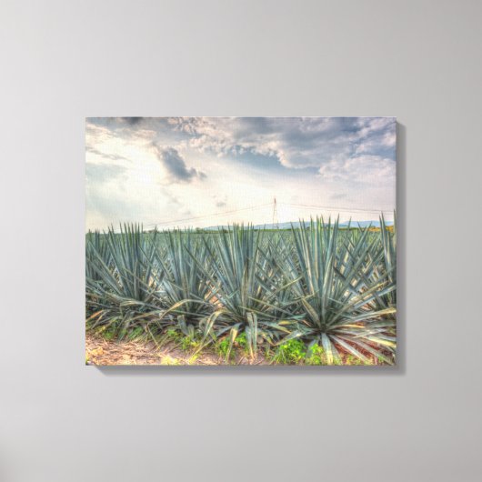 Blue Agave Canvas Afdruk (Voorkant)