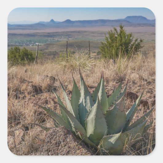 Blue Agave Fort Davis Texas Vierkante Sticker (Voorkant)
