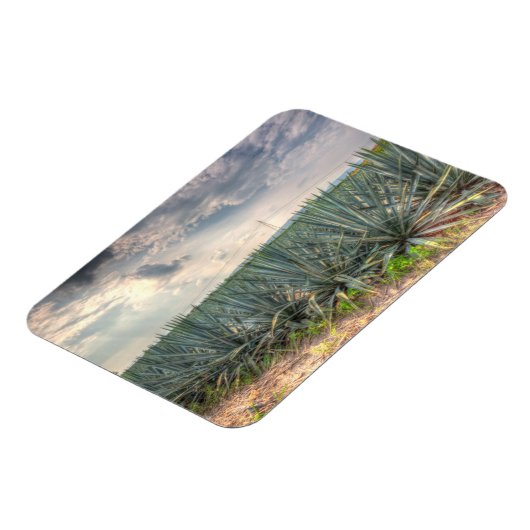 Blue Agave Magneet (Linkerzijde)