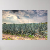 Blue Agave Poster (Voorkant)