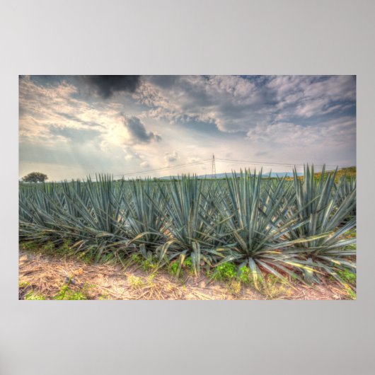 Blue Agave Poster (Voorkant)