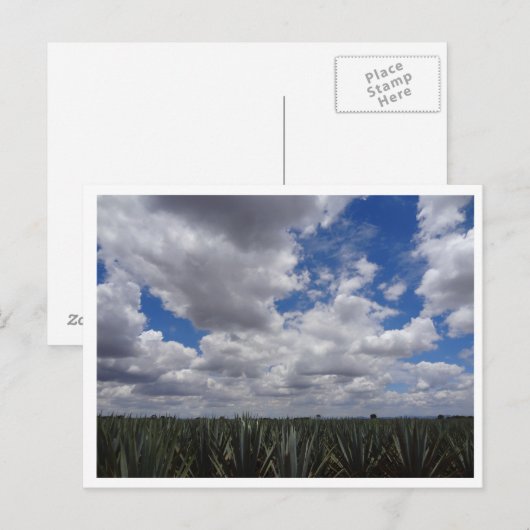 Blue Agave Tequila Paradise in Jalisco, Mexico Briefkaart (Voorkant / Achterkant)