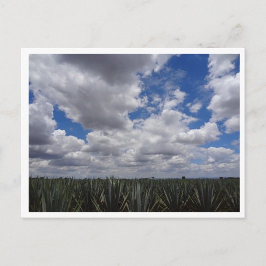 Blue Agave Tequila Paradise in Jalisco, Mexico Briefkaart (Voorkant)