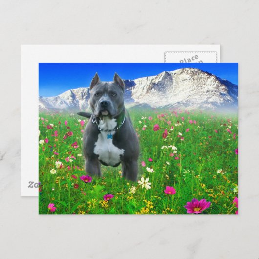 Blue American Pit Bull Terrier, Pikes Peak Briefkaart (Voorkant / Achterkant)