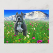 Blue American Pit Bull Terrier, Pikes Peak Briefkaart (Voorkant)