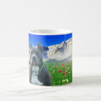 Blue American Pit Bull Terrier, Pikes Peak Koffiemok