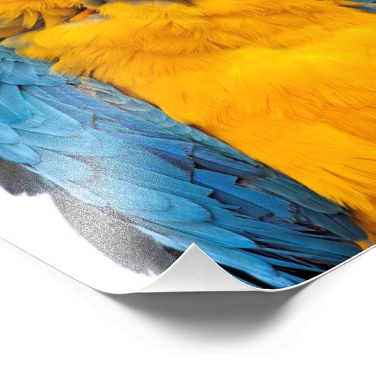 Blue and Gold Macaw Foto Afdruk (Hoek)