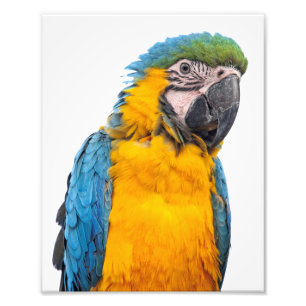 Blue and Gold Macaw Foto Afdruk