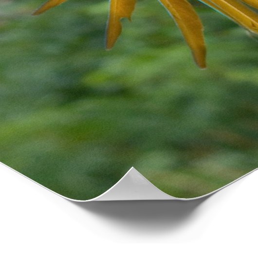 Blue and Gold Macaw Poster (Hoek)